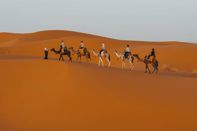 Camels in Merzouga (Sahara)
