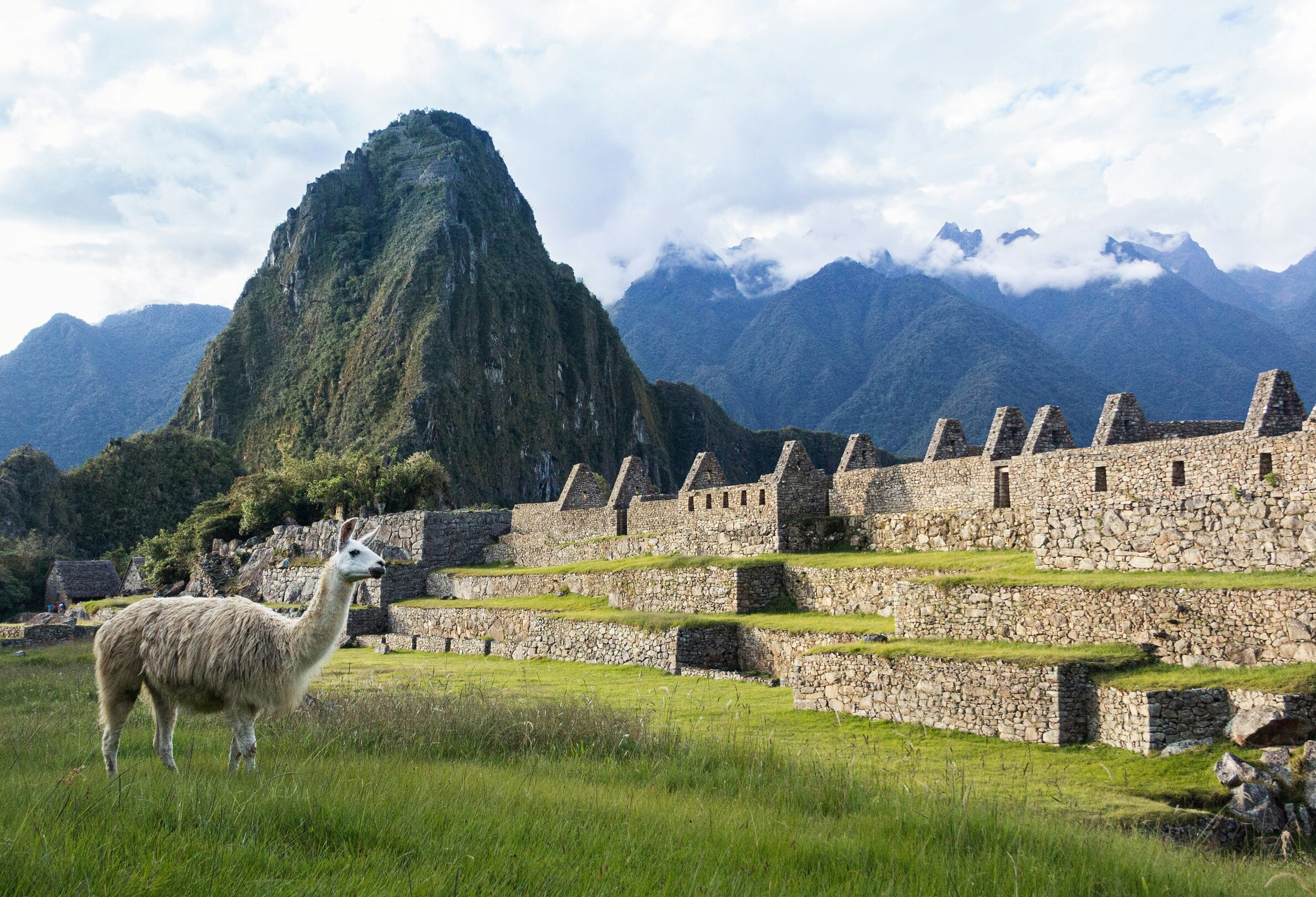 Llama of Machu Picchu feature
