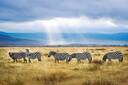 Ngorongoro Crater