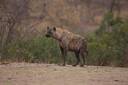 Hyena