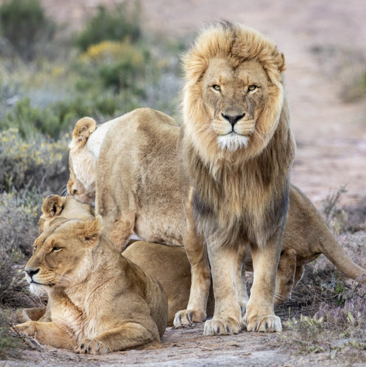 Star Aquila Private Game Reserve
