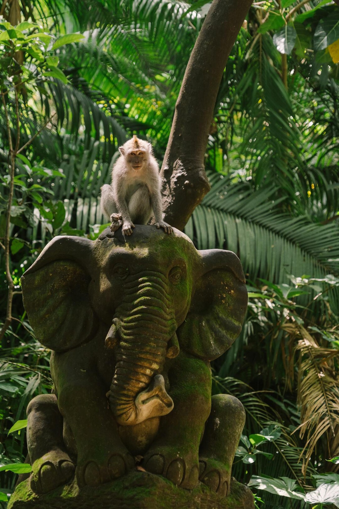 Ubud - monkey