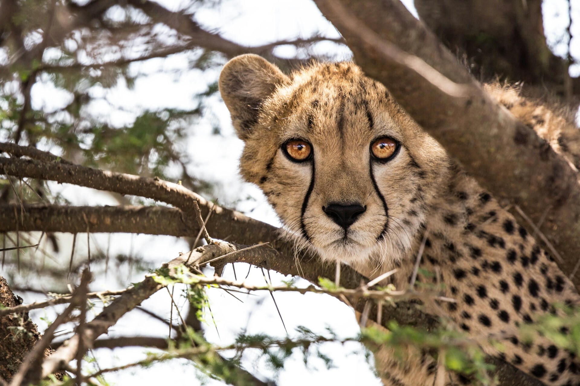 Kruger National Park