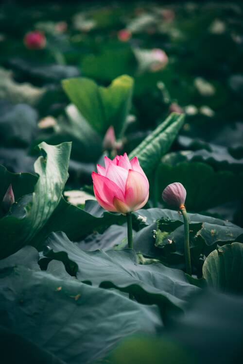 Lotus