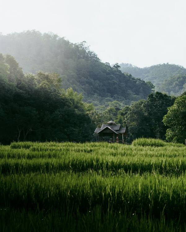 Ayutthaya rice experience