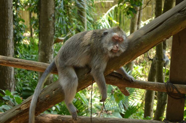 Ubud sleeping monkey - featured