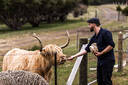 Tarraleah Estate Cows