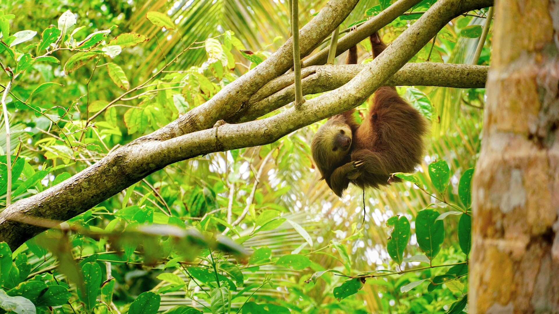 Sloth in Costa Rica