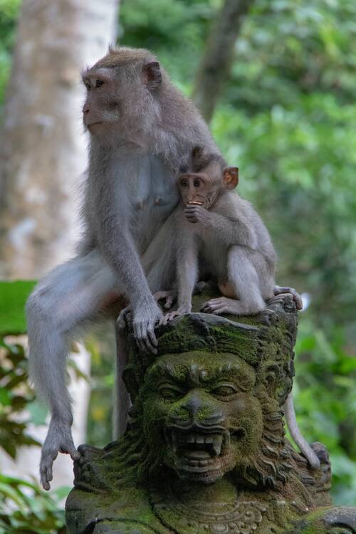 Monkey Forest, Ubud