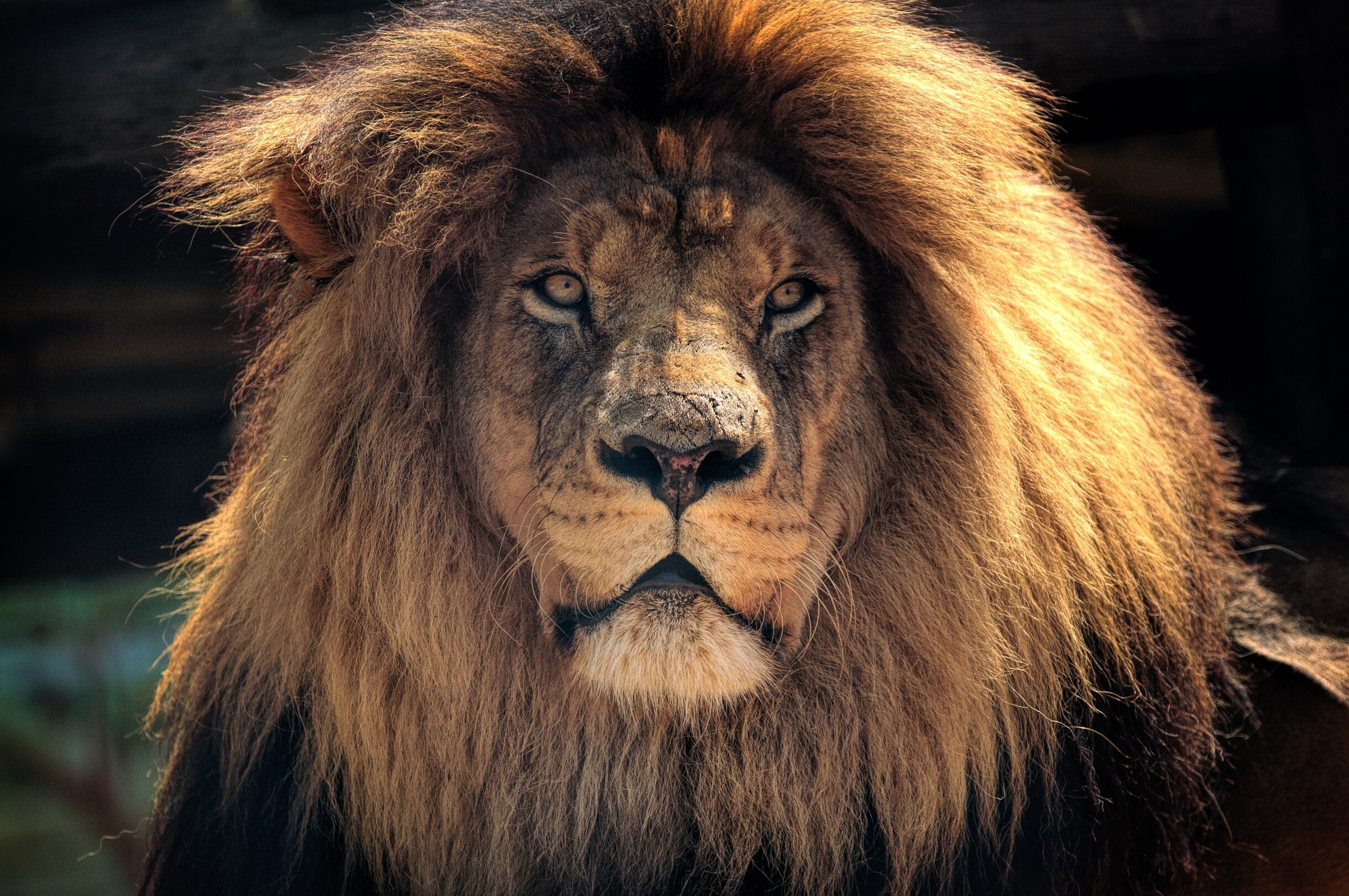Lion in Kruger - featured