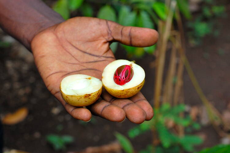 Zanzibar spice farm
