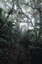Montverde Cloud Forest