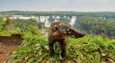 Puerto Iguazú