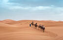 Agafay desert camels