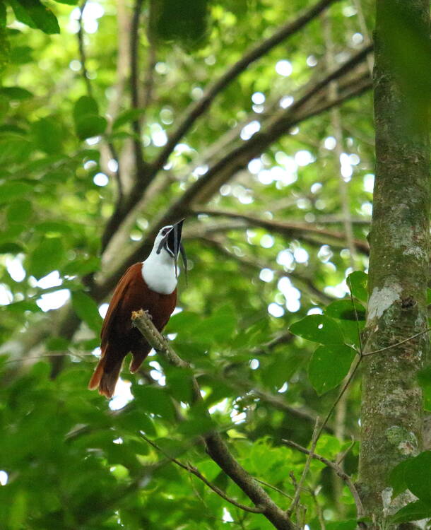 Monteverde Cloud forest