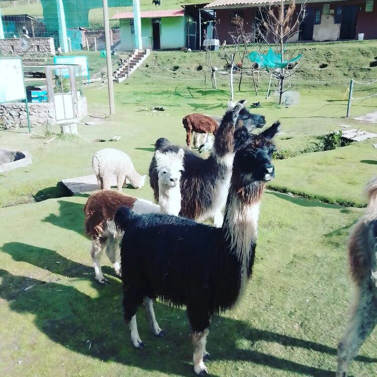 Cochahuasi Animal Rescue