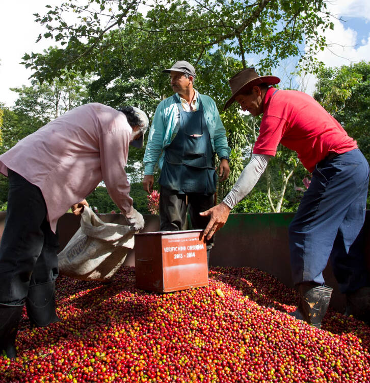 Aquiares coffee tour