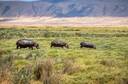 Ngorongoro Conservation Area