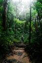 Jungle herbal walk