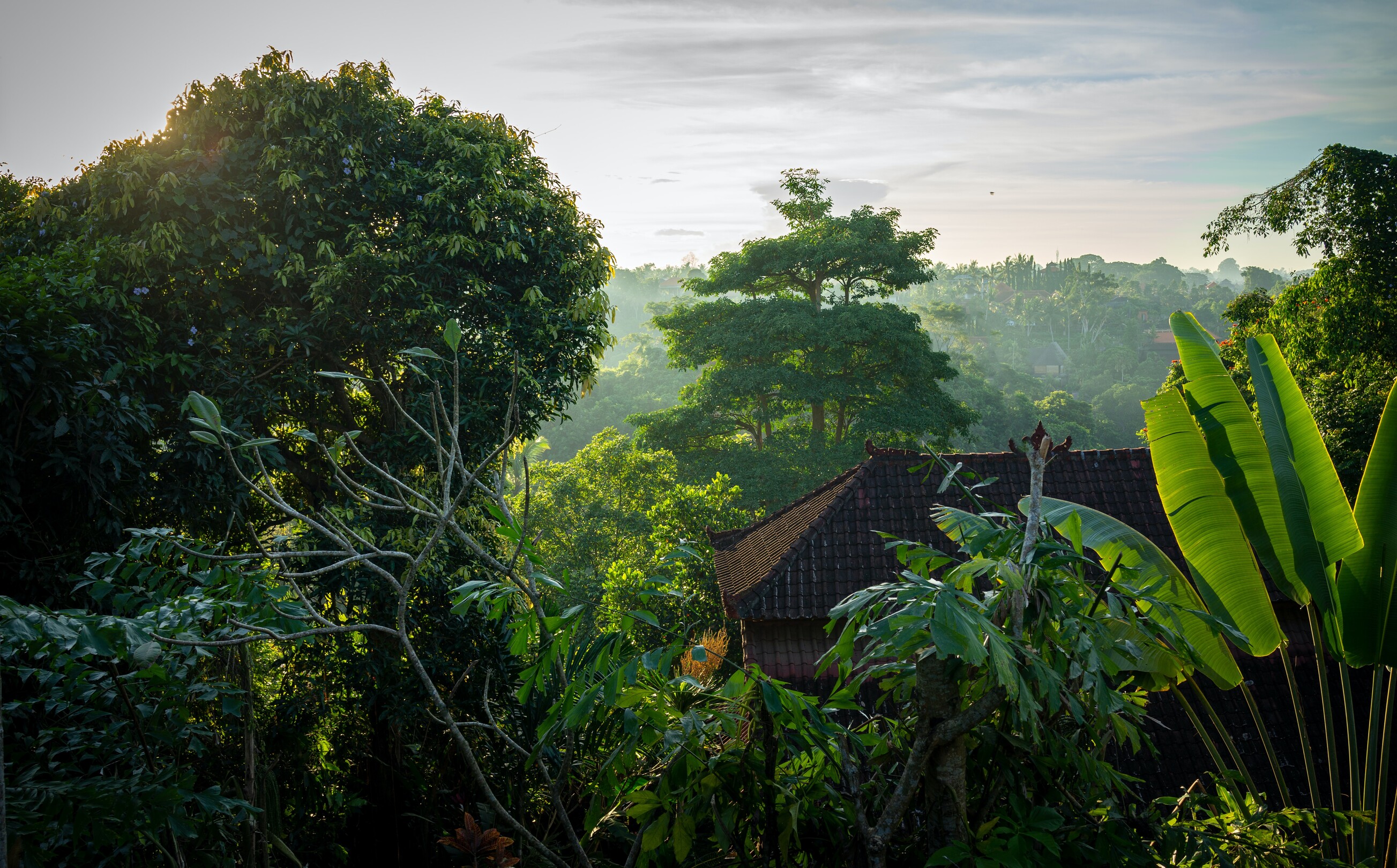 Ubud View