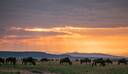 Serengeti Sunset