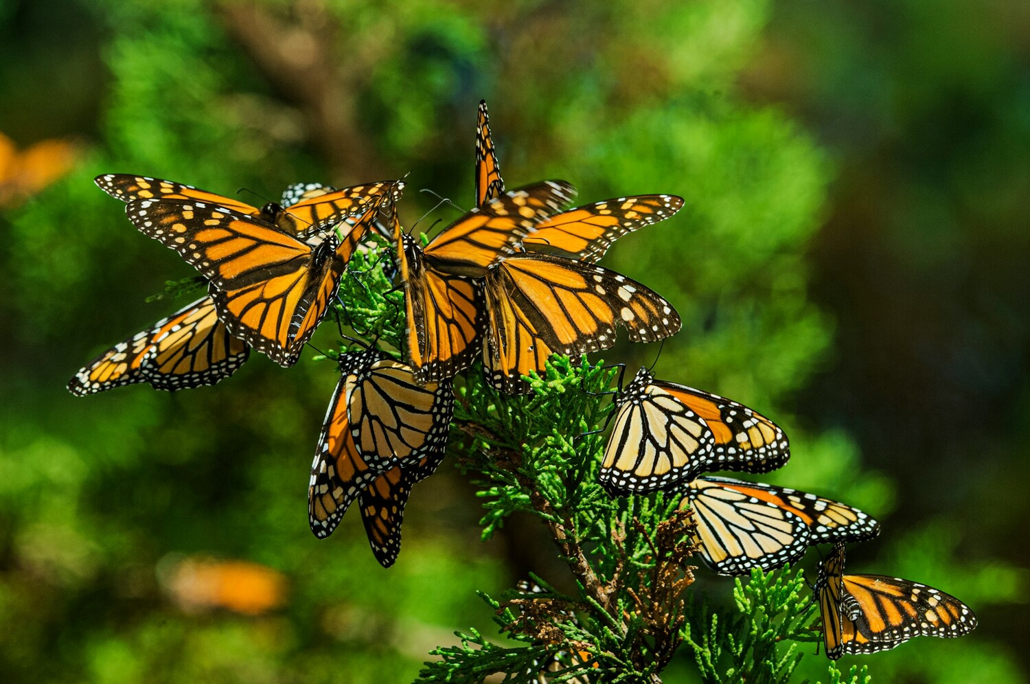 Monarch butterflies