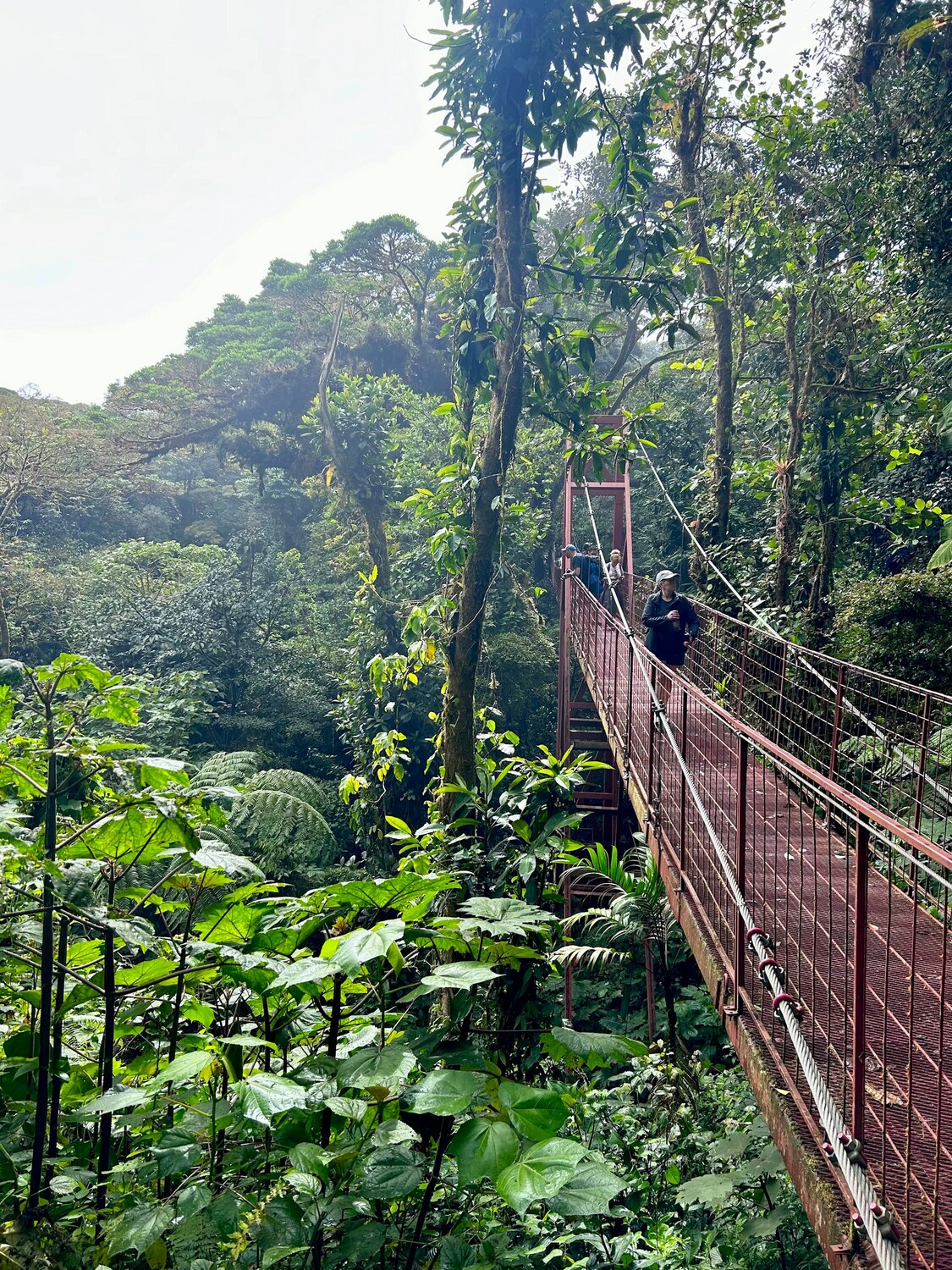 Costa Rica Cloud Forest