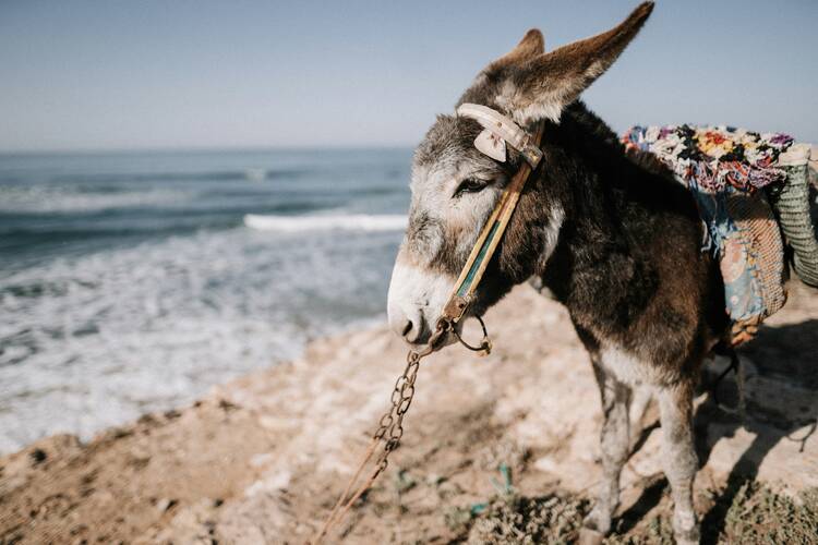 Sidi Kaouki donkey on the beach - featured