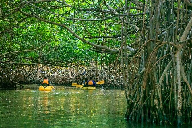 Biobay kayaking tour