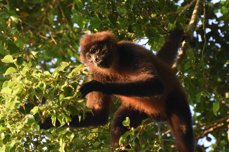 Costa Rica Monkey