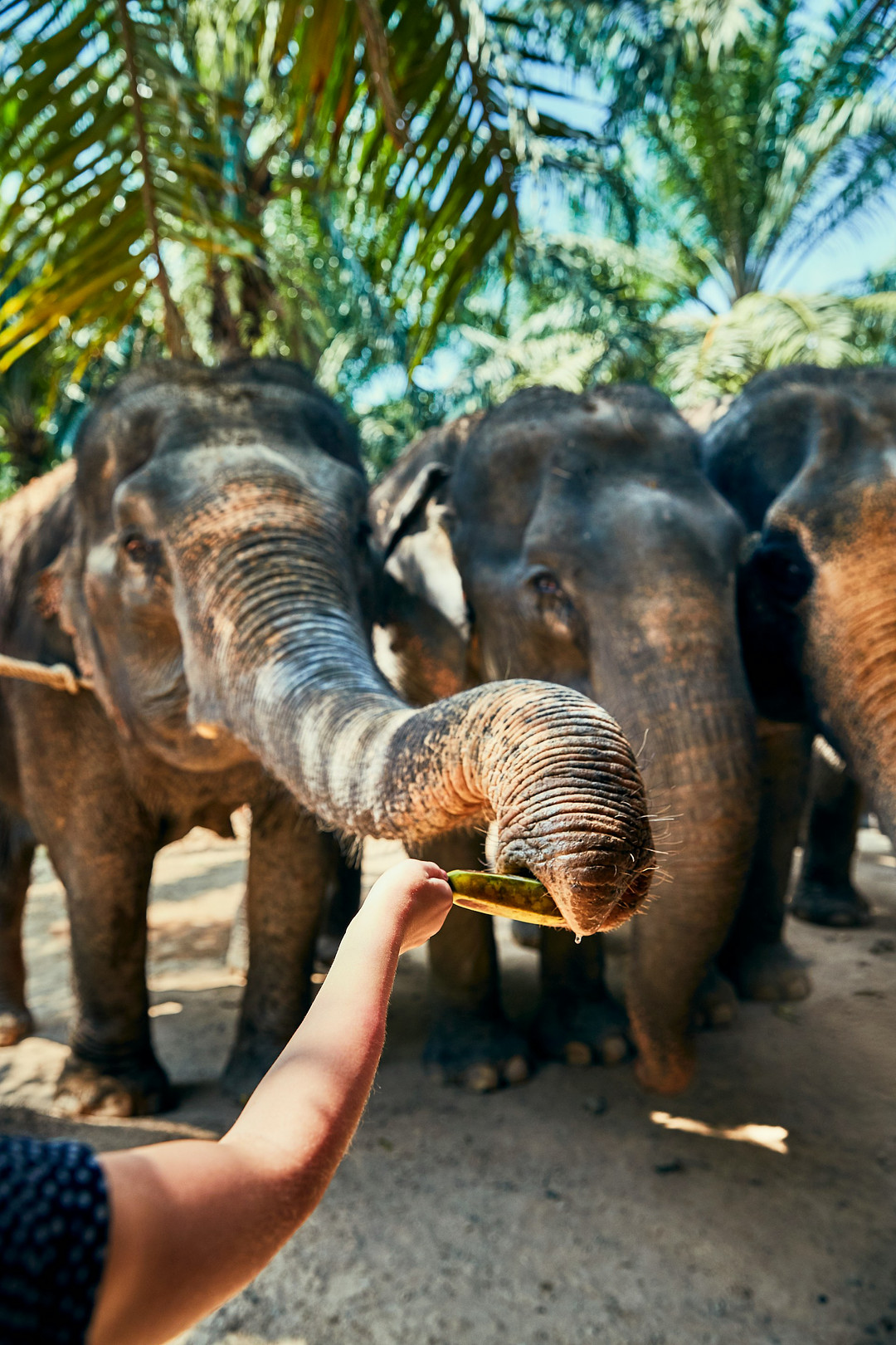 Southeast Asia elephant