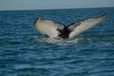 Iceland Whale