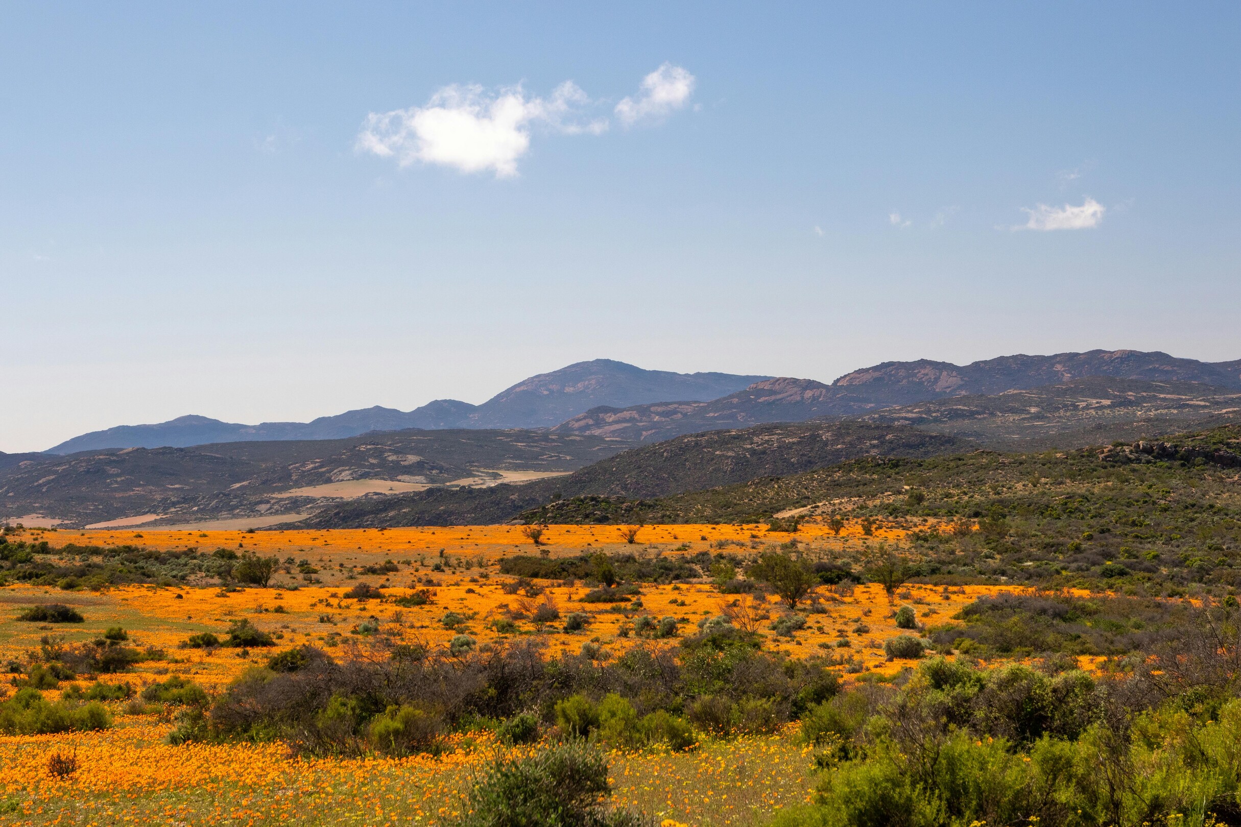 Cederberg South Africa view with flowers in field feature