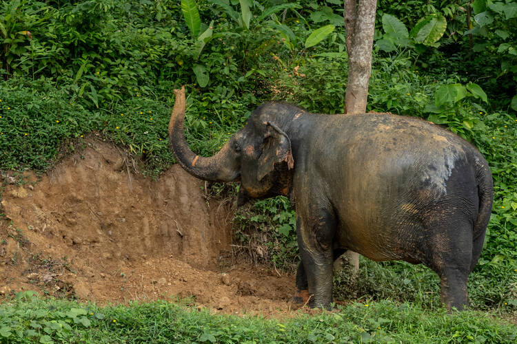 Photo by Kolin, Elephant Sanctuary