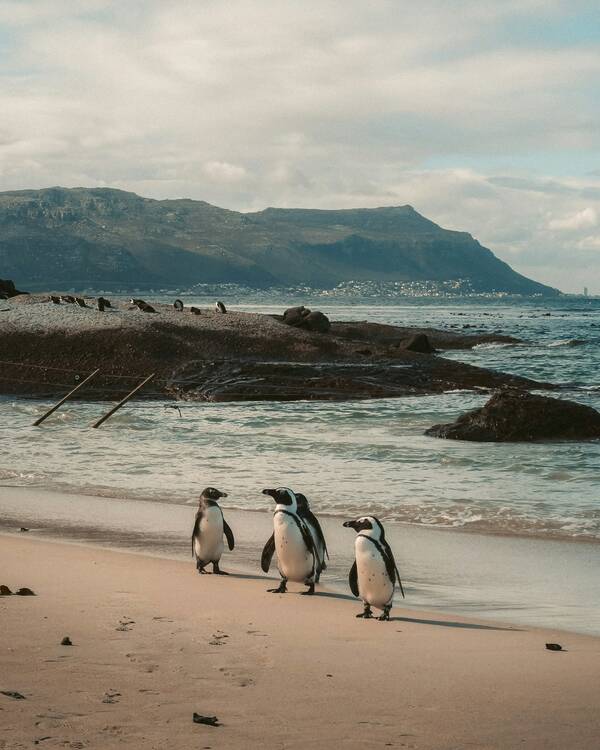 Boulders Beach penguins