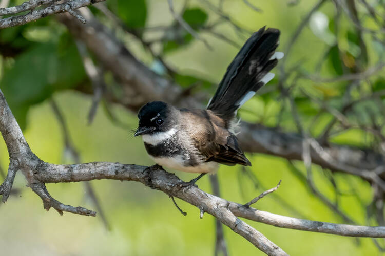 Bird watching West Bali National Park