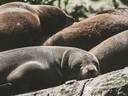 Seals at Milford Sound