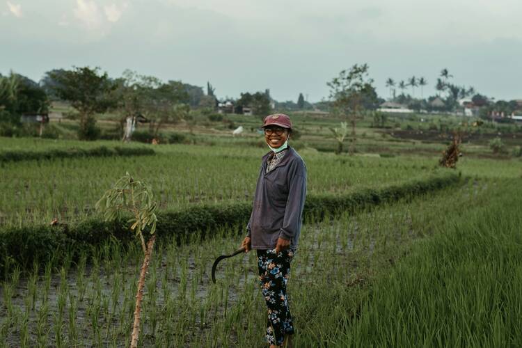 Bali rice fields