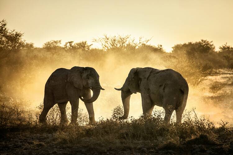Elephants on safari