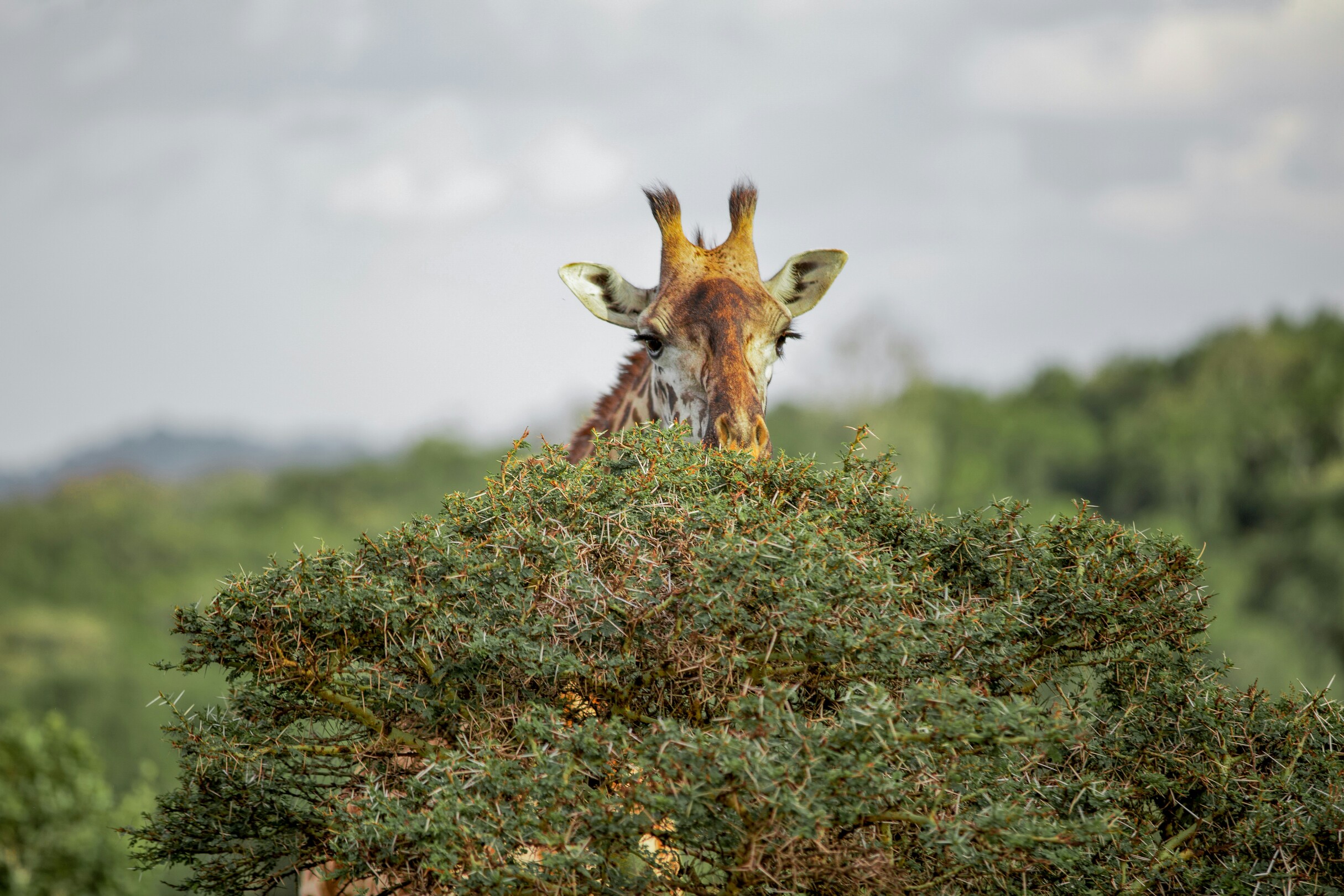 Giraffe looking in Tanzania feature