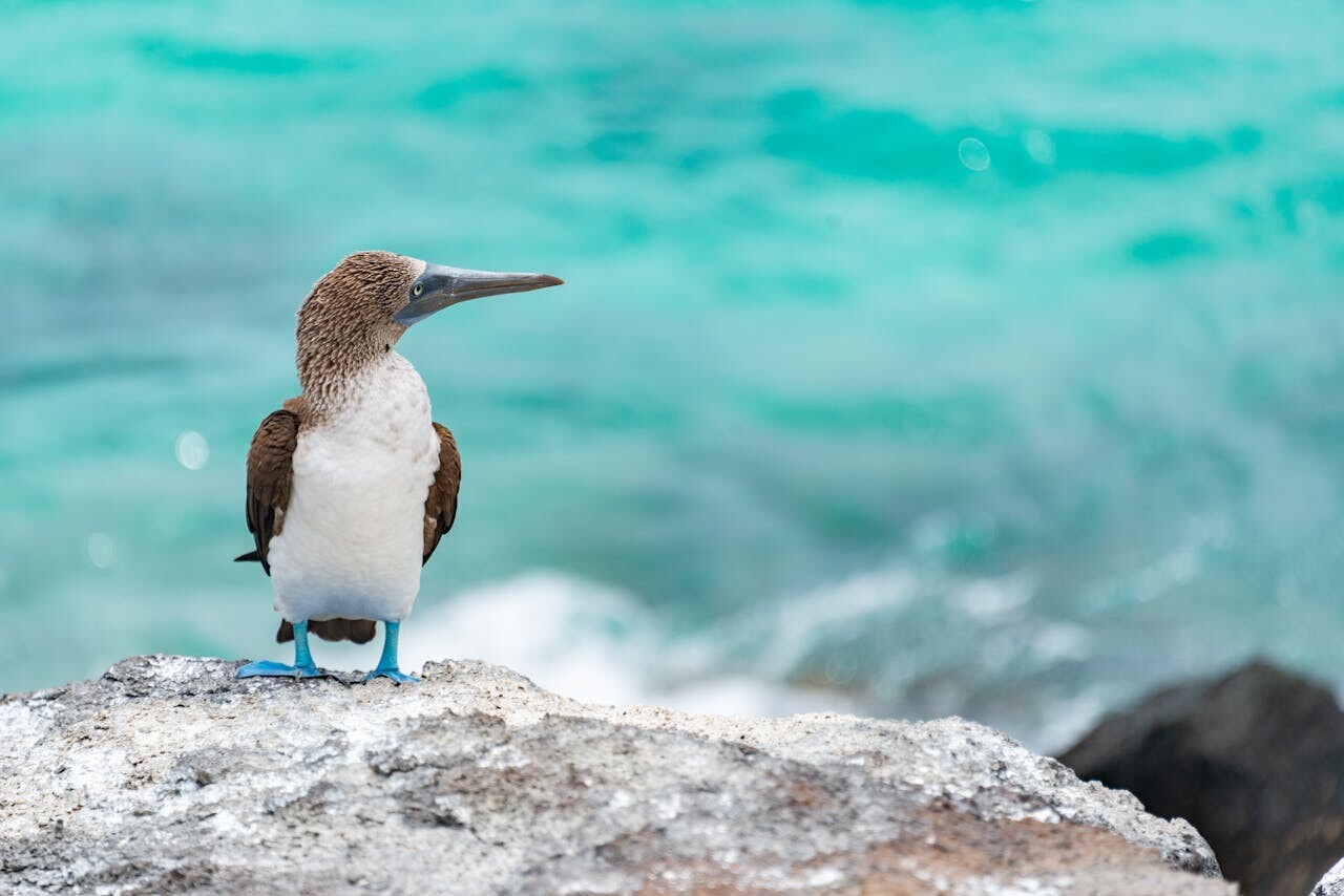 Blue-footed boobie - Galapagos
