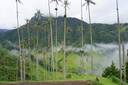 Wax Palm Valley