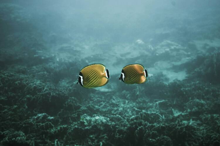 Koh Tao fish