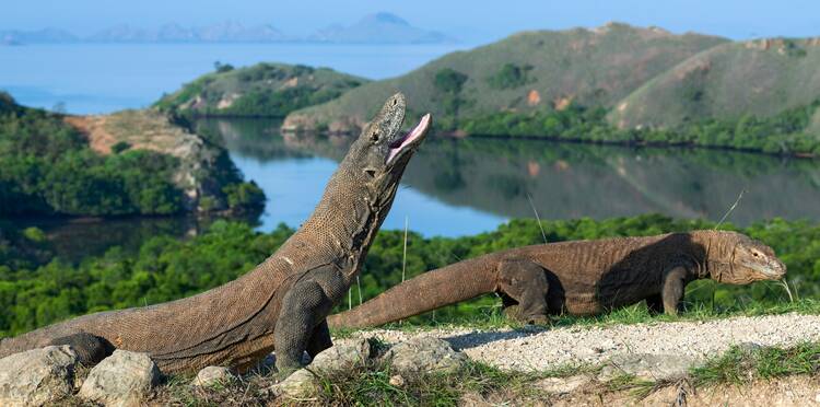 Komodo Island