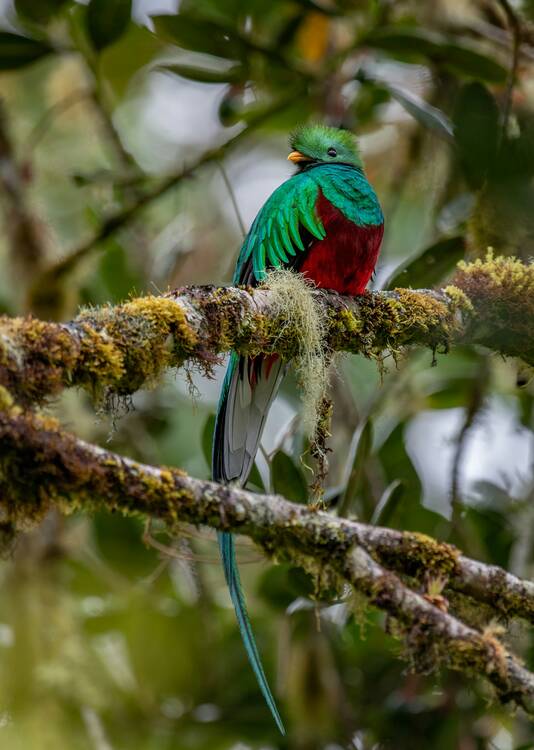 Quetzal