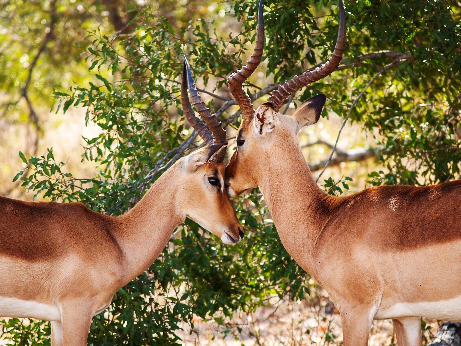 Kruger National Park
