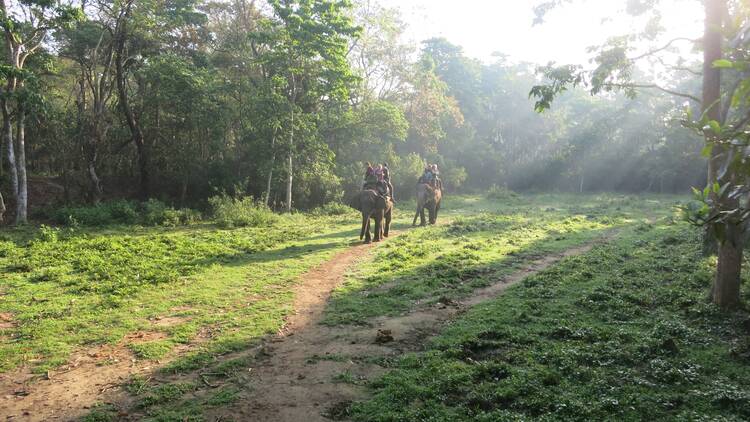 Elephant ride