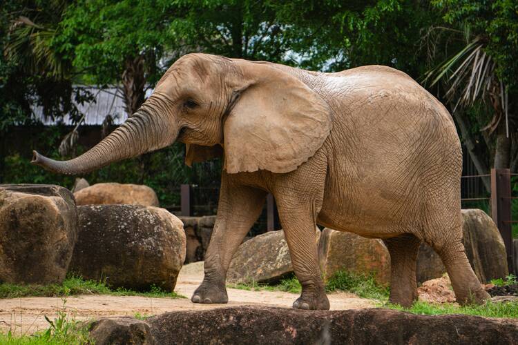 Elephant sanctuary (generic) - featured