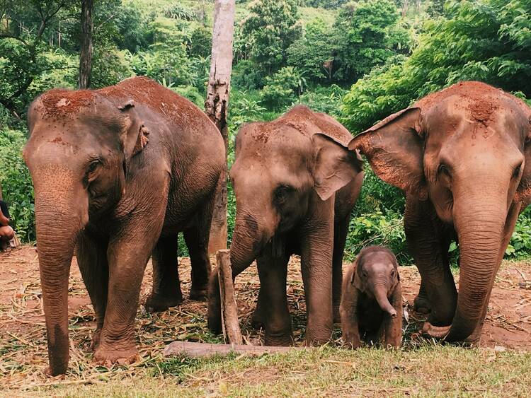 Chiang Mai elephants