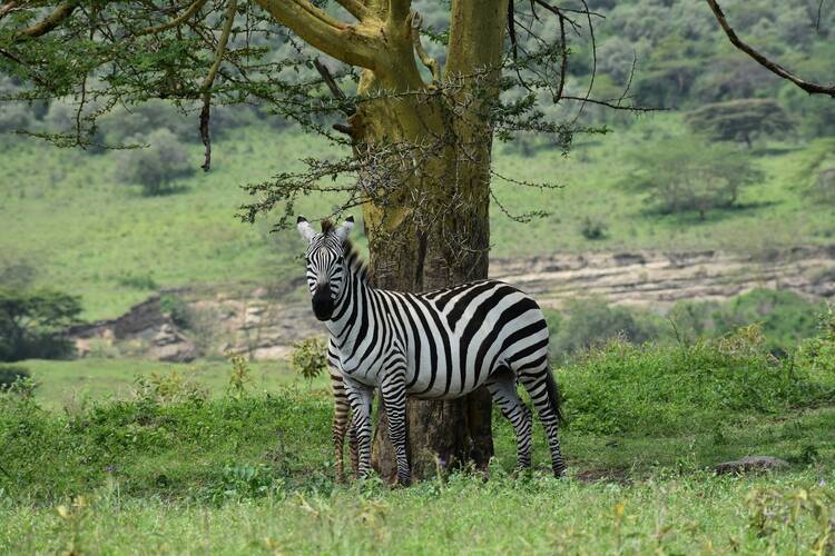 Lake Nakuru National Park 